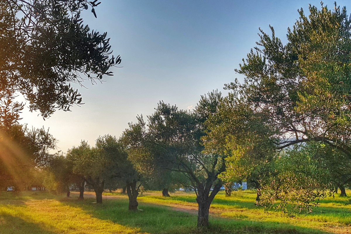 El ciclo del olivar, clave para un AOVE de calidad